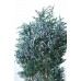 BLUEBERRY JUNIPER PRESERVED 10"-12" 8 oz -OUT OF STOCK 